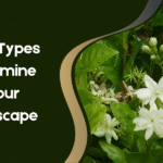 Types of Jasmine