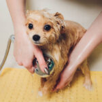 pet grooming near me