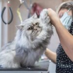 Pet Grooming san diego