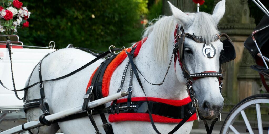 horse and carriage rental