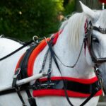 horse and carriage rental