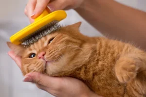 Pet Grooming san diego