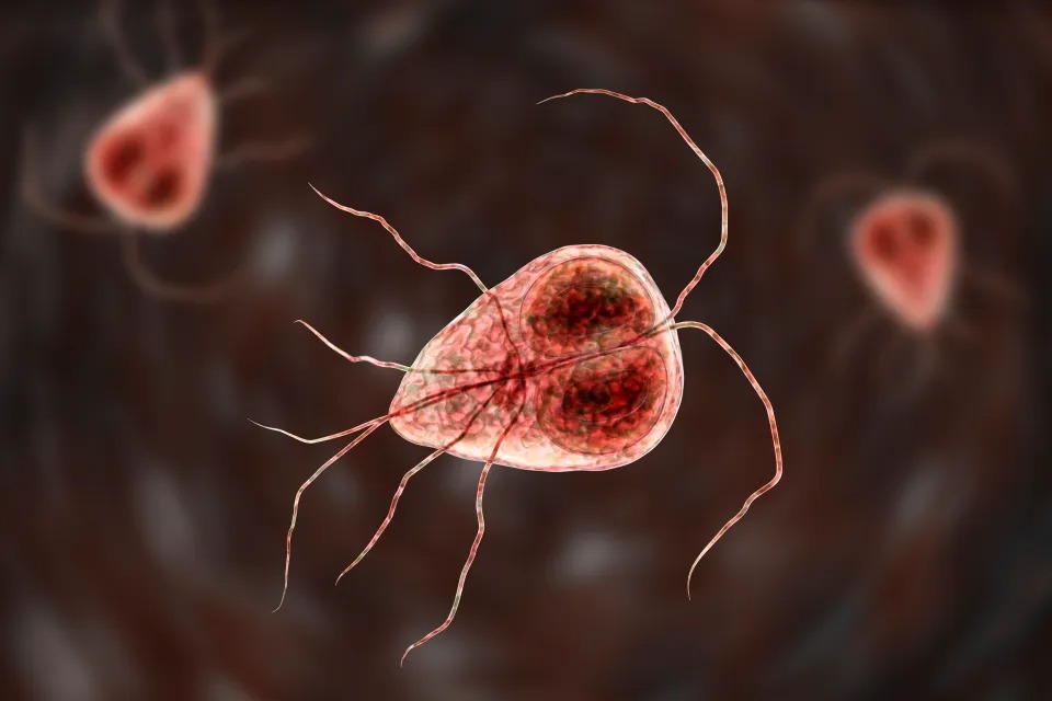 Parasites in People Symptoms You Should Never Ignore