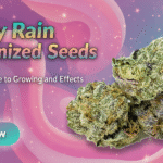 Candy Rain Feminized Seeds