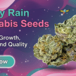 Candy Rain Cannabis Seeds