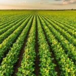 Agricultural Diesel Suppliers in the UK: Ensuring a Steady Fuel Flow for Modern Farming