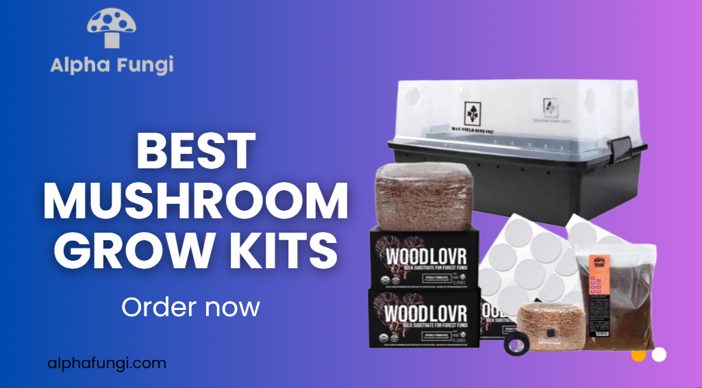 How to Choose the Best Mushroom Growing Kit for Home Cultivation